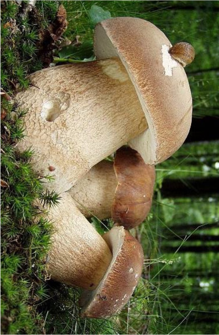 Як не отруїтися грибами? 7 простих правил